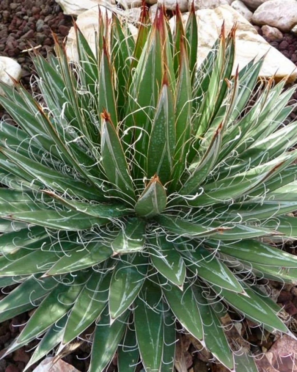 Agave schidigera Tula House