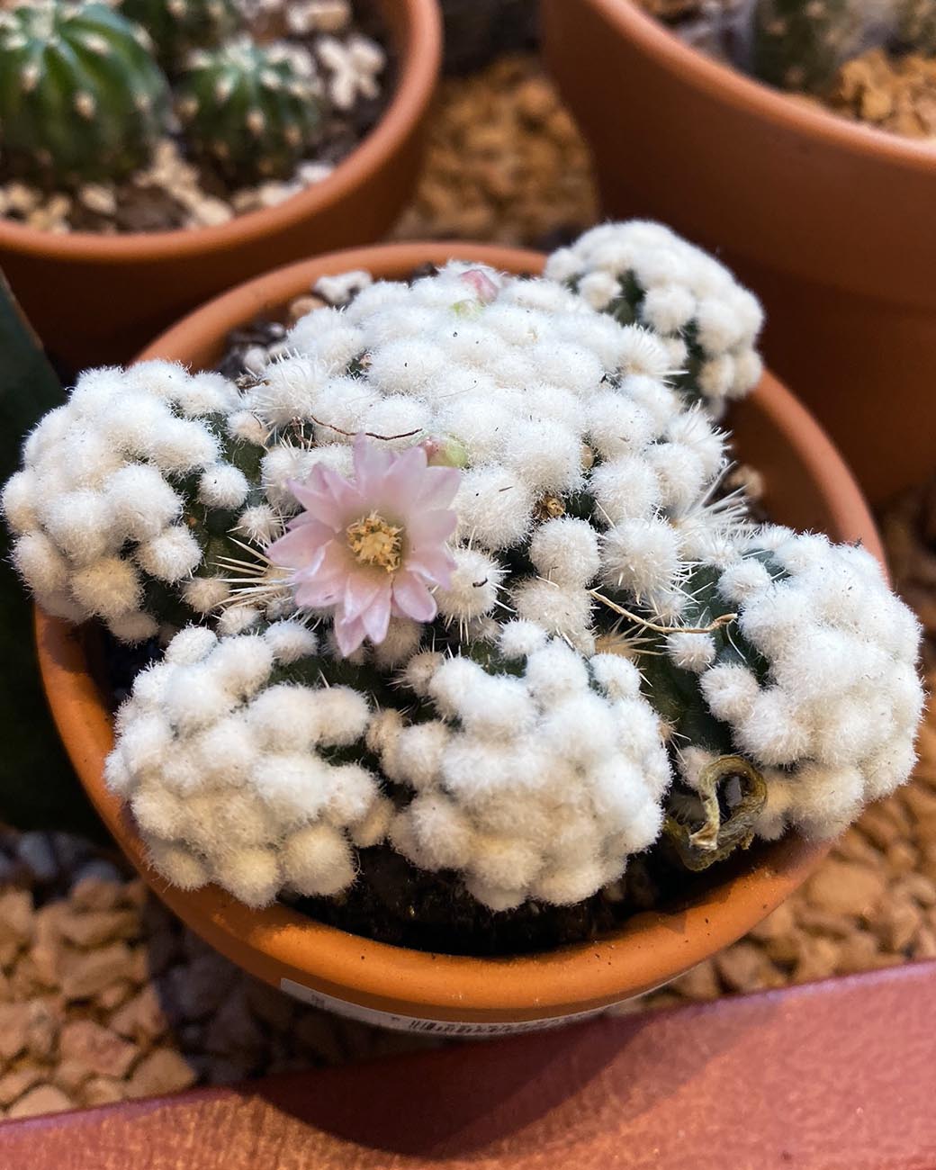 Mammillaria gracilis cv. oruga  Tula House