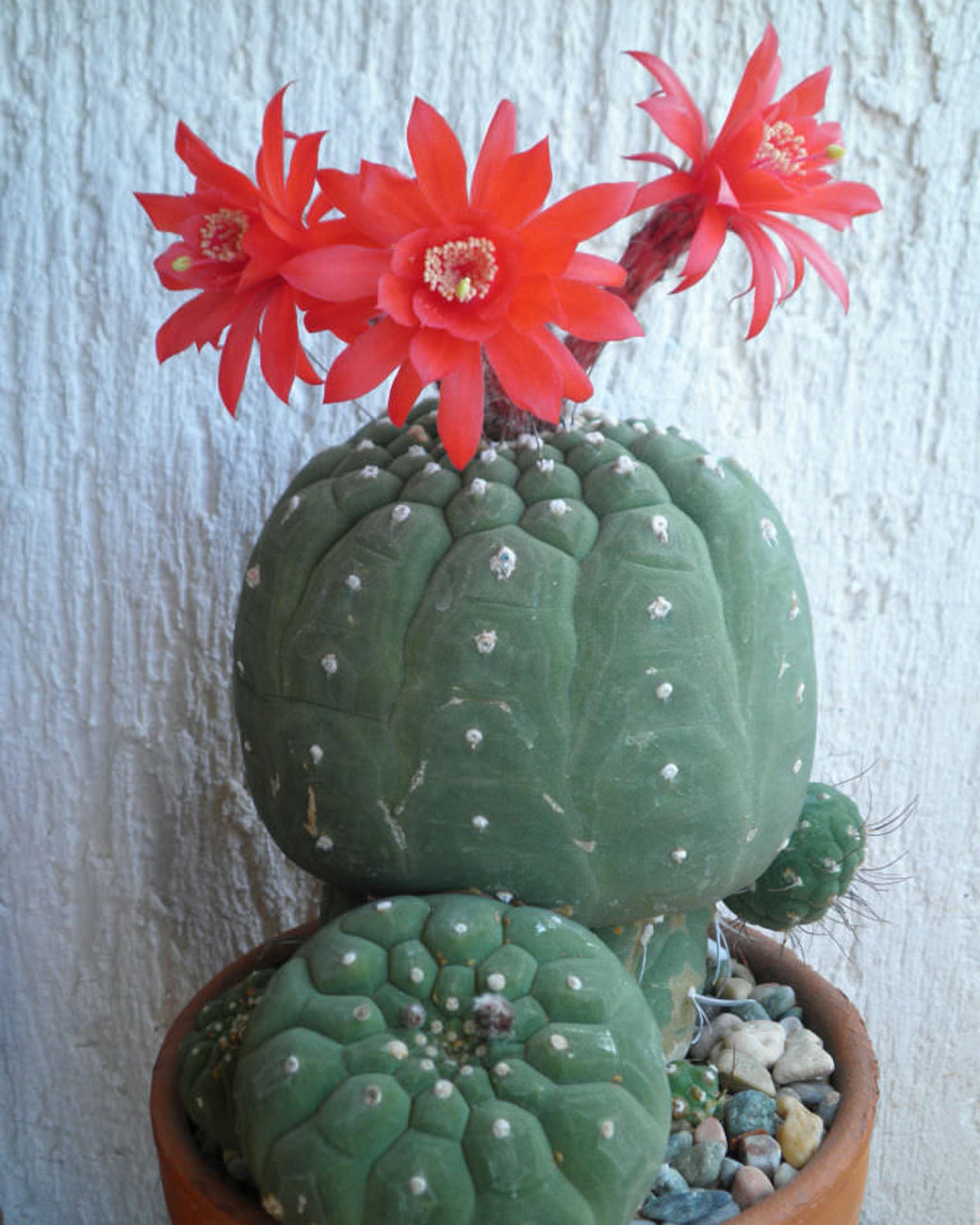 Matucana madisoniorum  Tula House