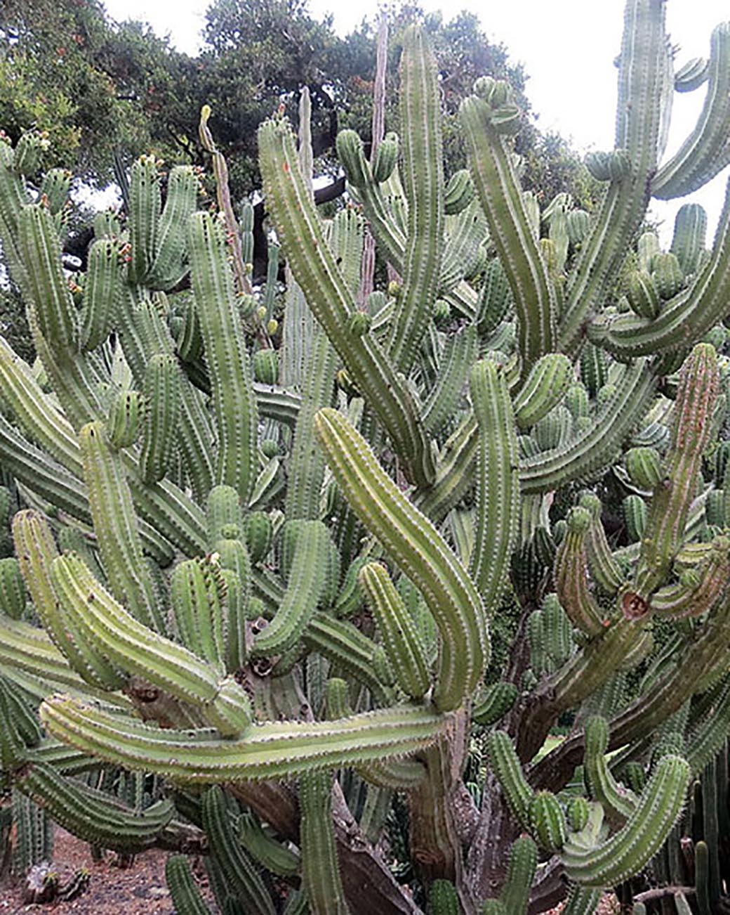 Polaskia chichipe  Tula House
