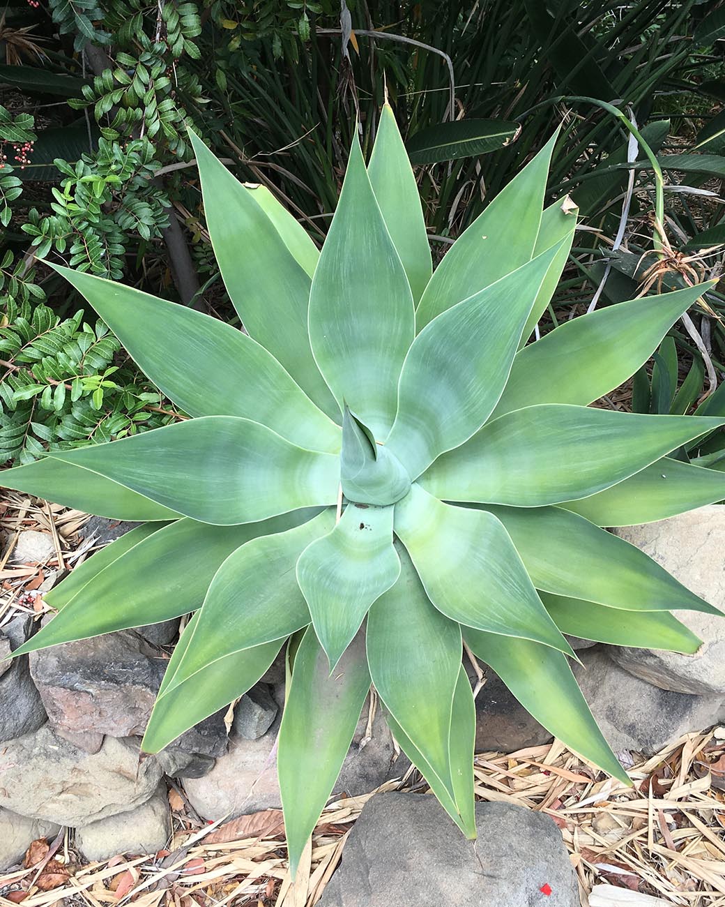 Agave Attenuata Tula House