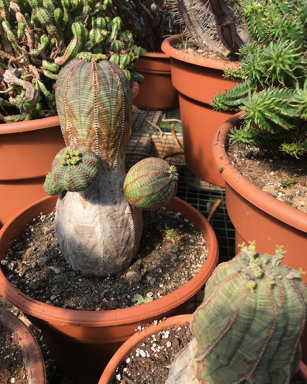 Rare Euphorbia - Euphorbia Obesa cluster store (5” pot)