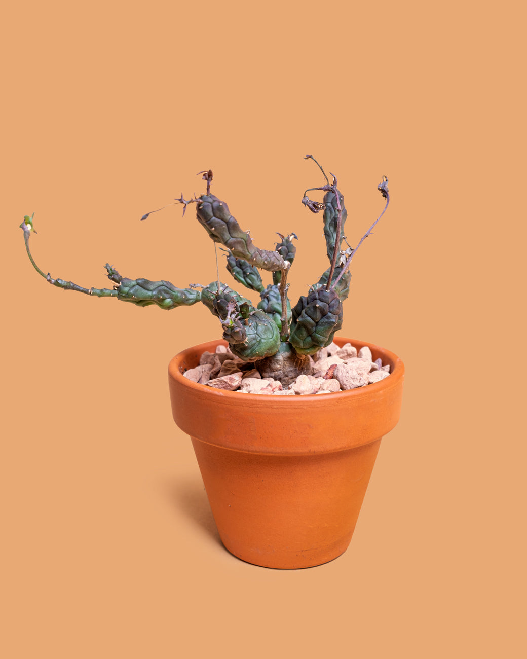 Euphorbia globosa – Tula House