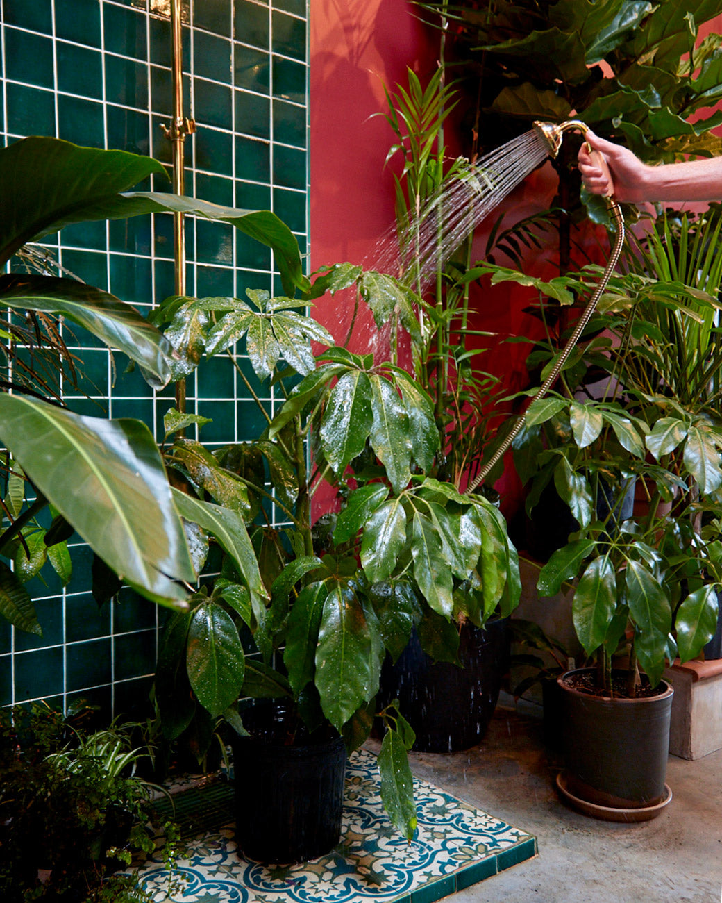A Tula Plants & Design employee waters an umbrella tree (Schefflera amate) in the store's green tile shower. 