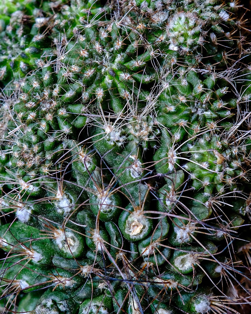 Mammillaria spinosissima cristata  Tula House