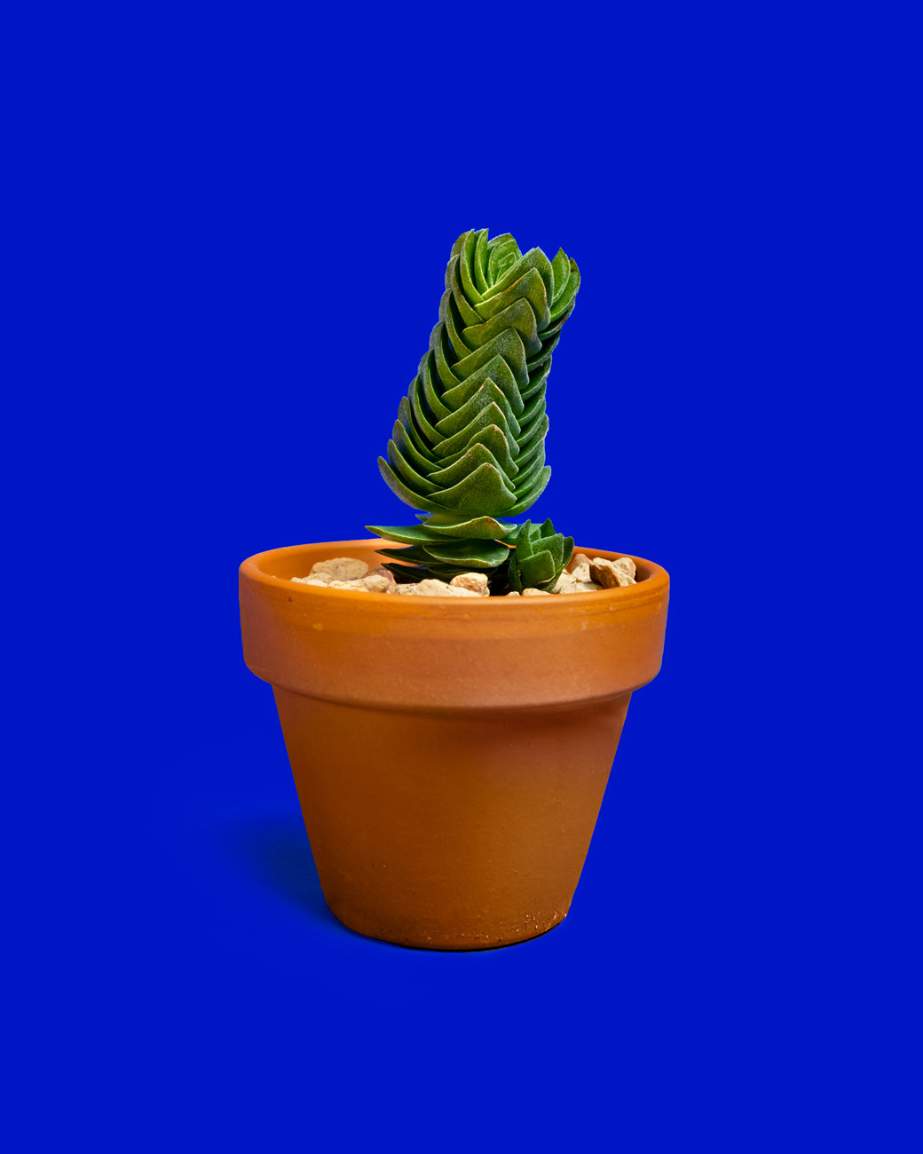 Crassula 'Buddha's Temple'  Tula House