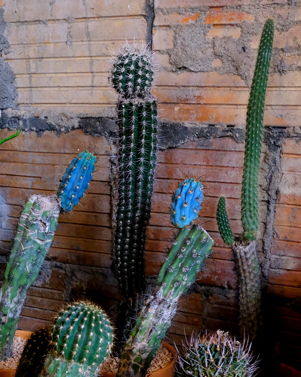 Several mother cactus plants with new growth for sale at Tula Plants & Design to celebrate Mother Plant's Day.