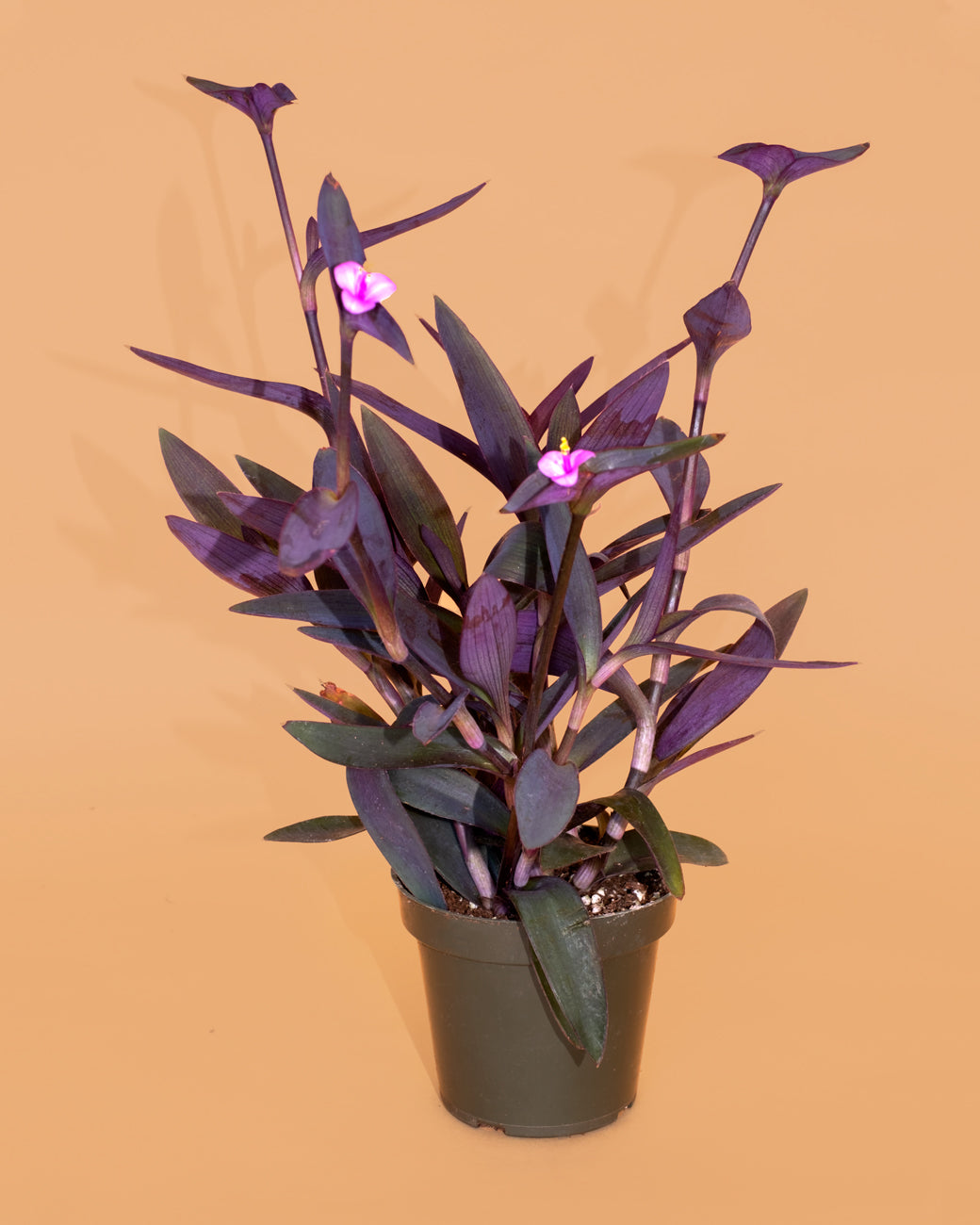 Tradescantia pallida, a vining purple tropical plant, for sale at Tula Plants & Design.