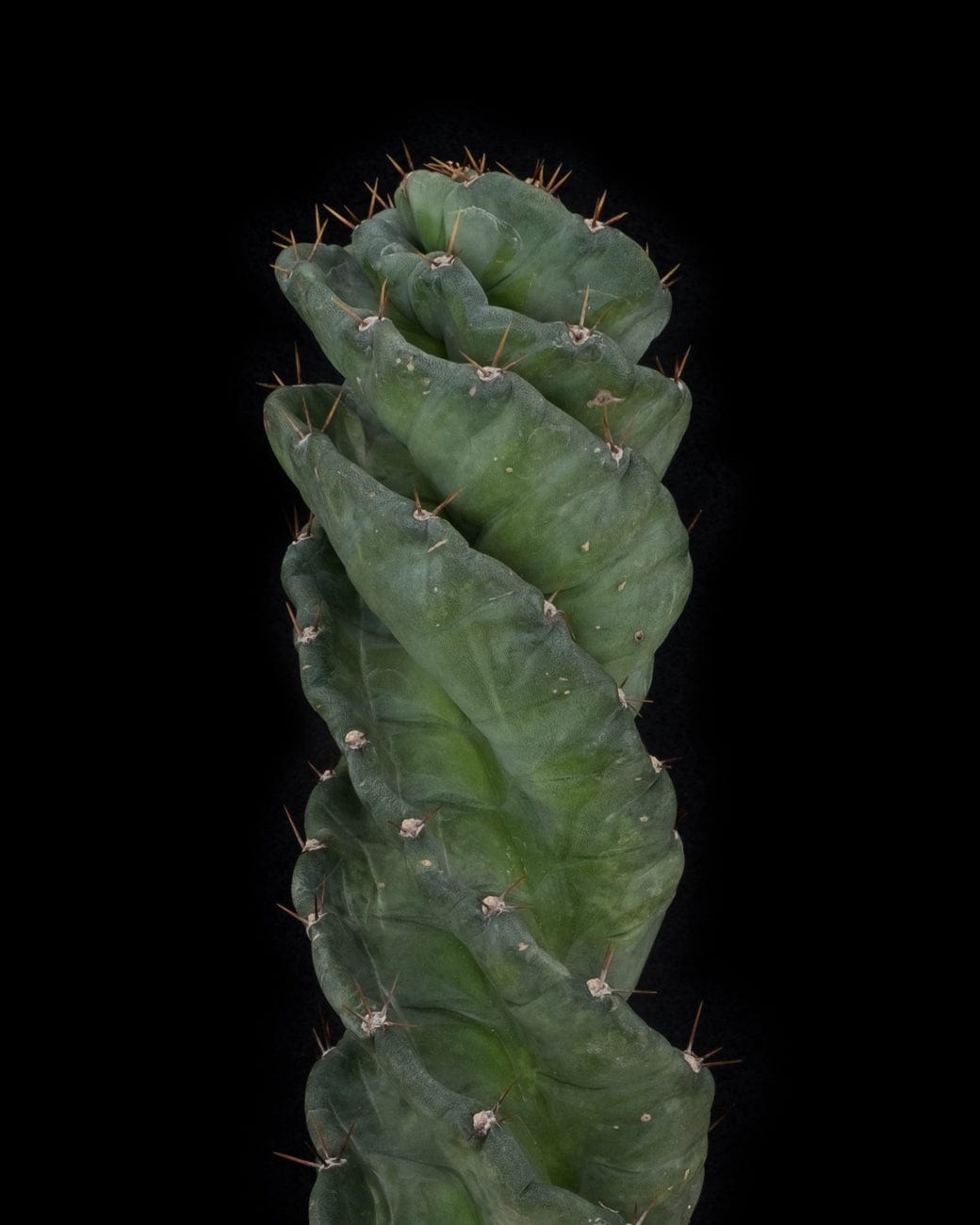 Cereus forbesii 'spiralis'