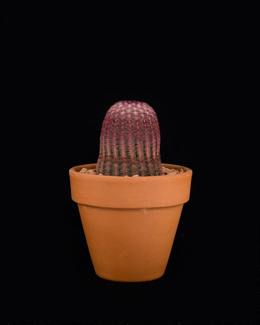 Echinocereus Cactus: Growth and Care Guide