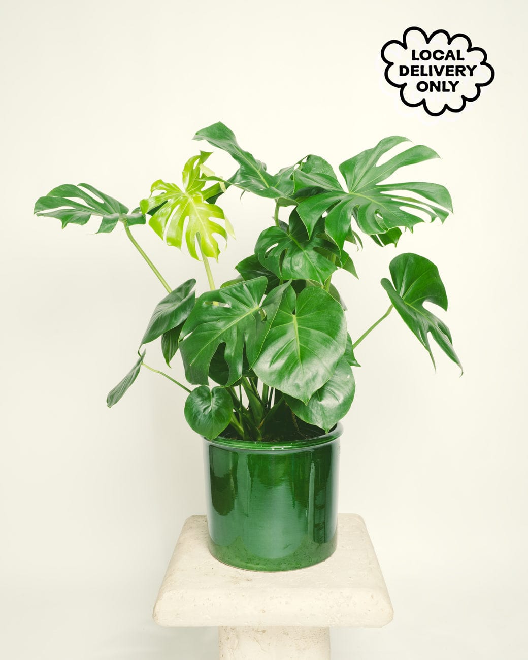 can i buy house plants online Monstera Deliciosa