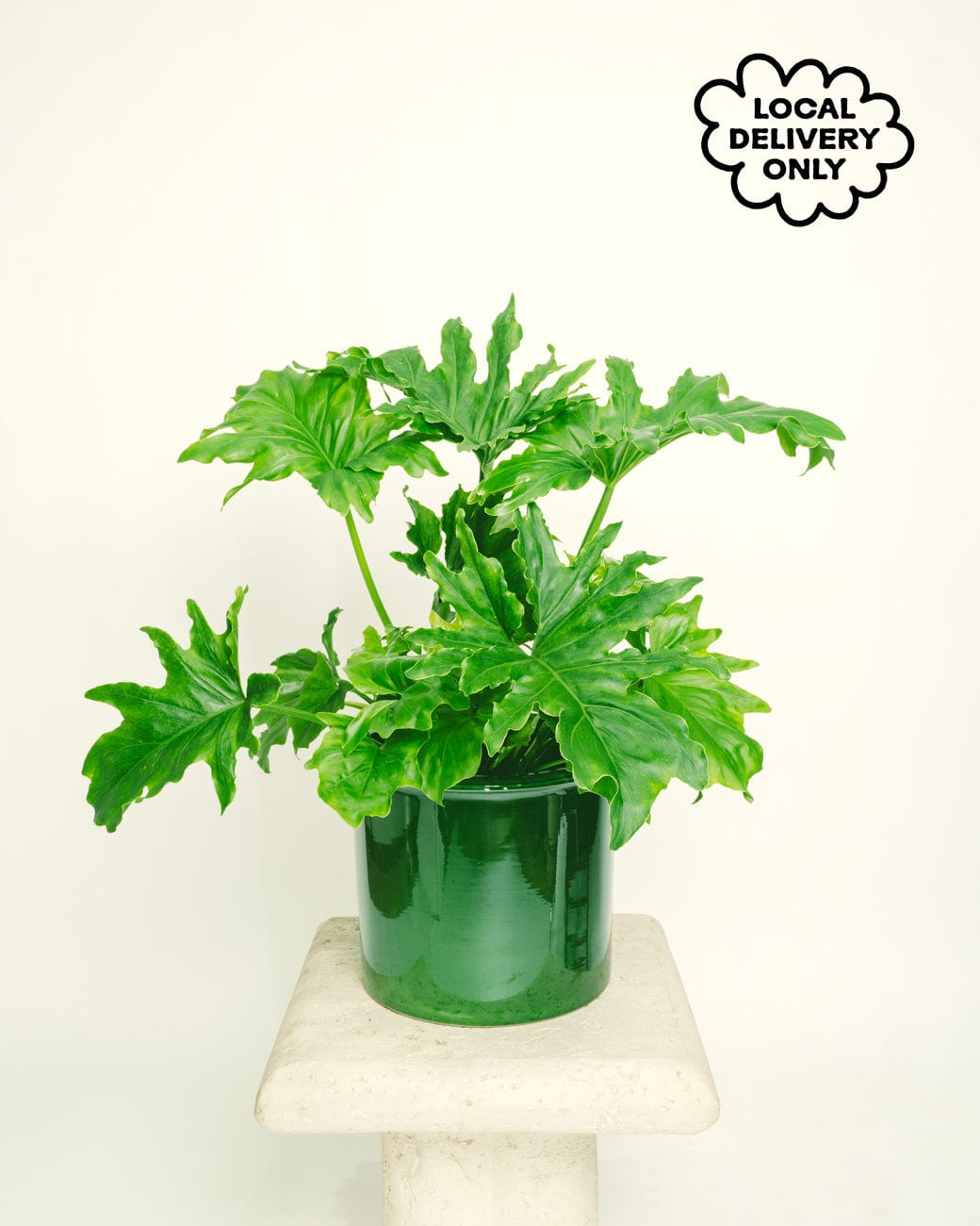 Philodendron Selloum 'Hope' – Tula House