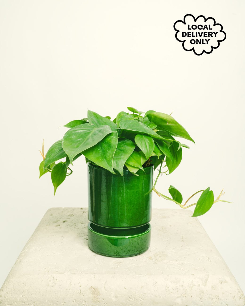 philodendron cordatum watering Philodendron Cordatum