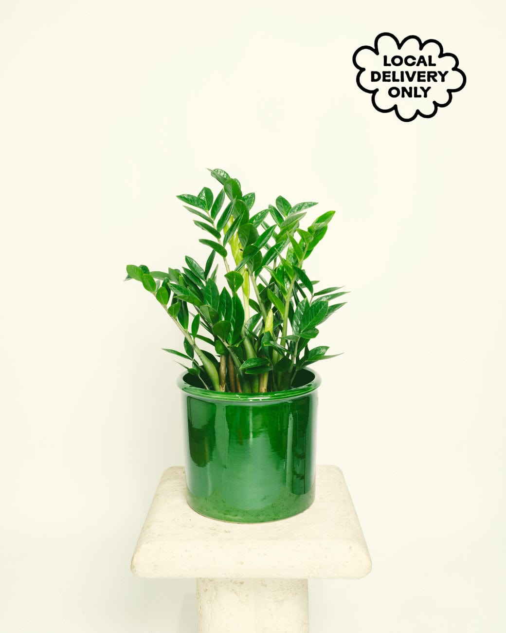 Zamioculcas Zamiifolia – Tula House