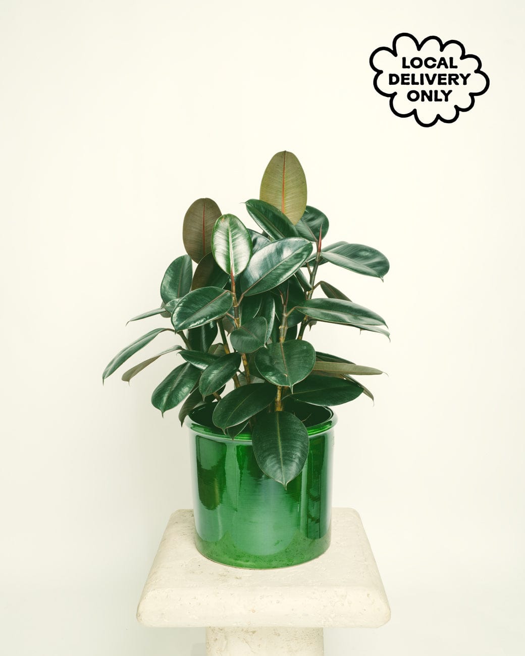 Ficus Elastica