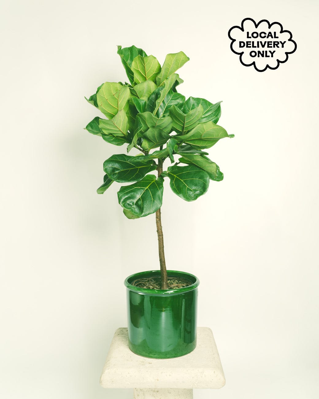 fiddle leaf fig in the wild Ficus lyrata