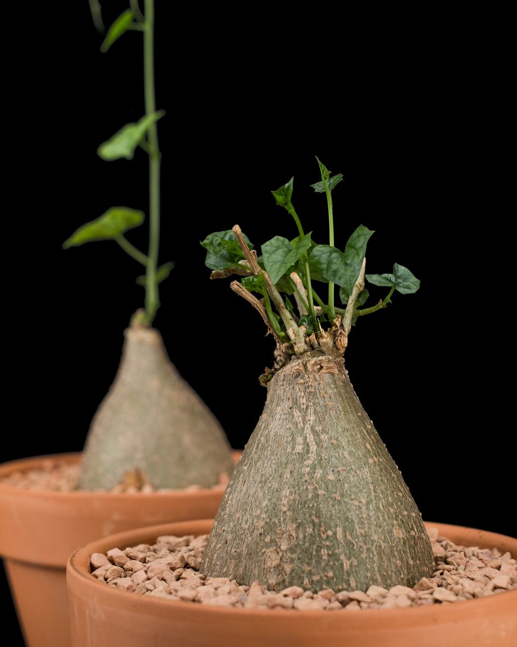 gerrardanthus macrorhizus rare caudex plant sold at Tula House
