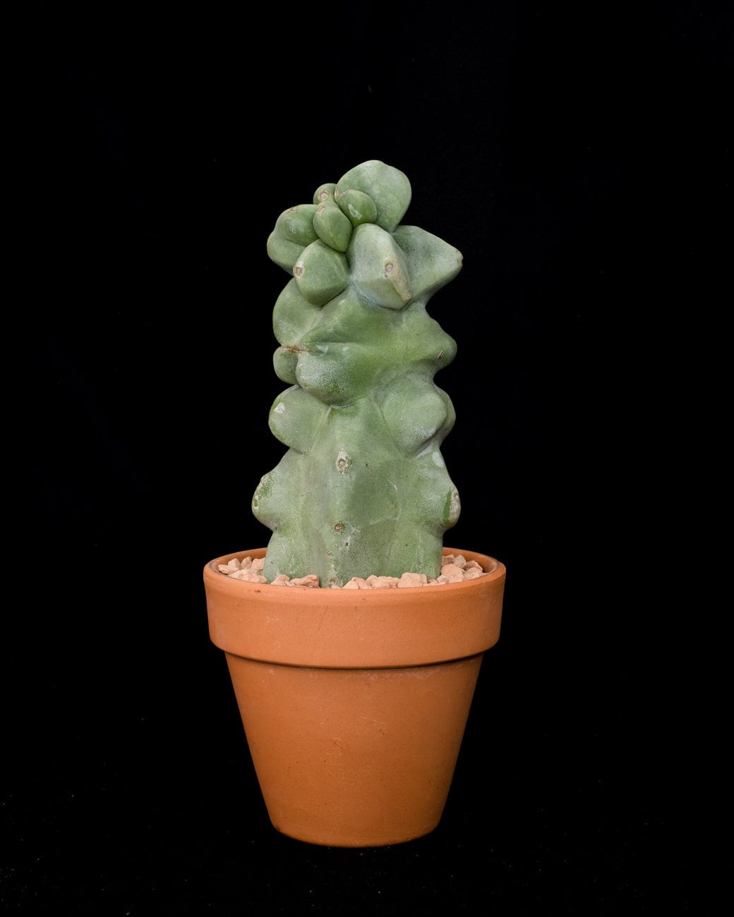 Lophocereus Schottii Monstrose