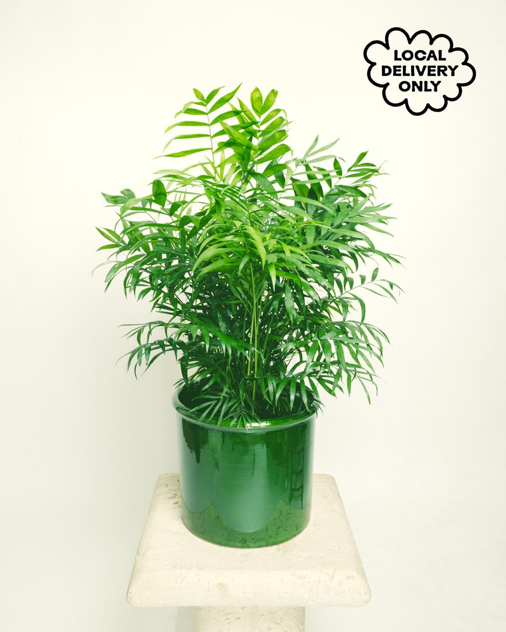 palm office plant Chamaedorea Elegans – Tula House