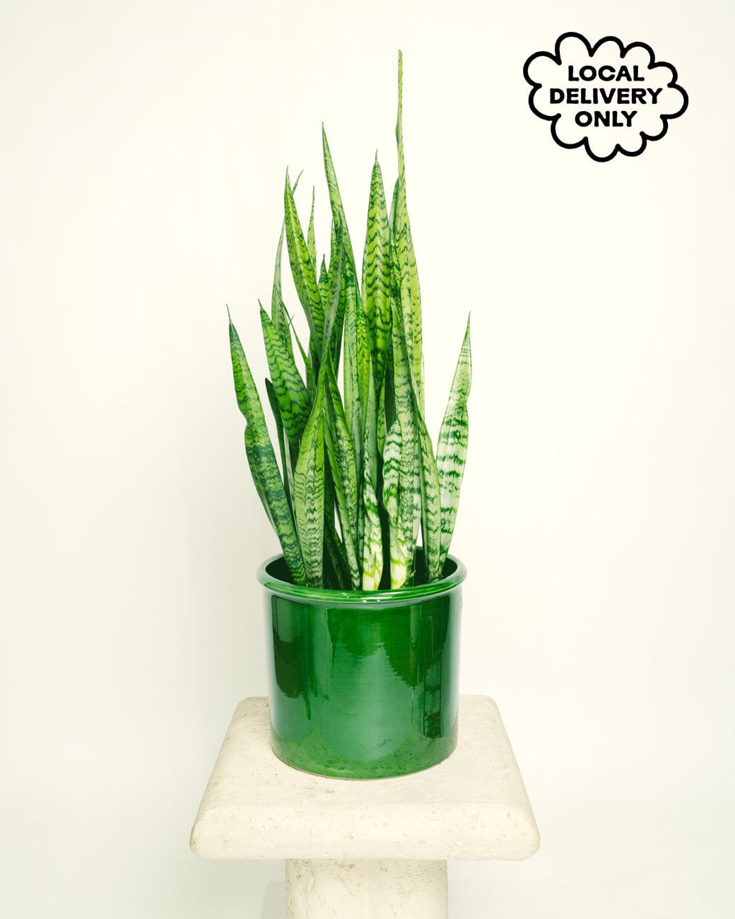 sansevieria green arrow Sansevieria Zeylanica