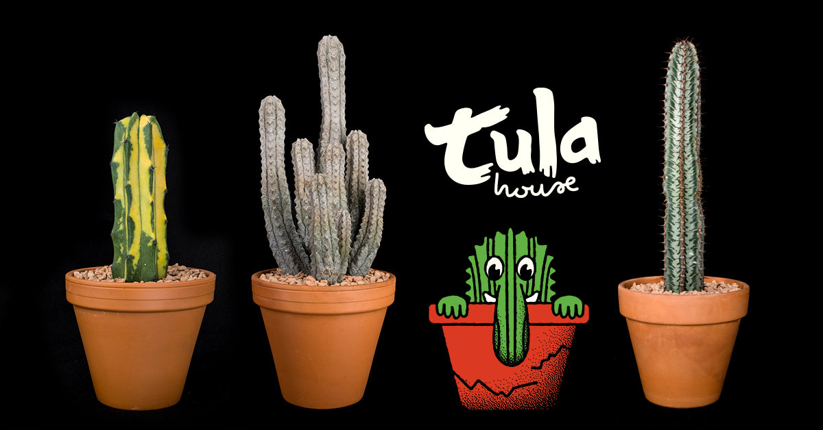 Tula cacti best sale