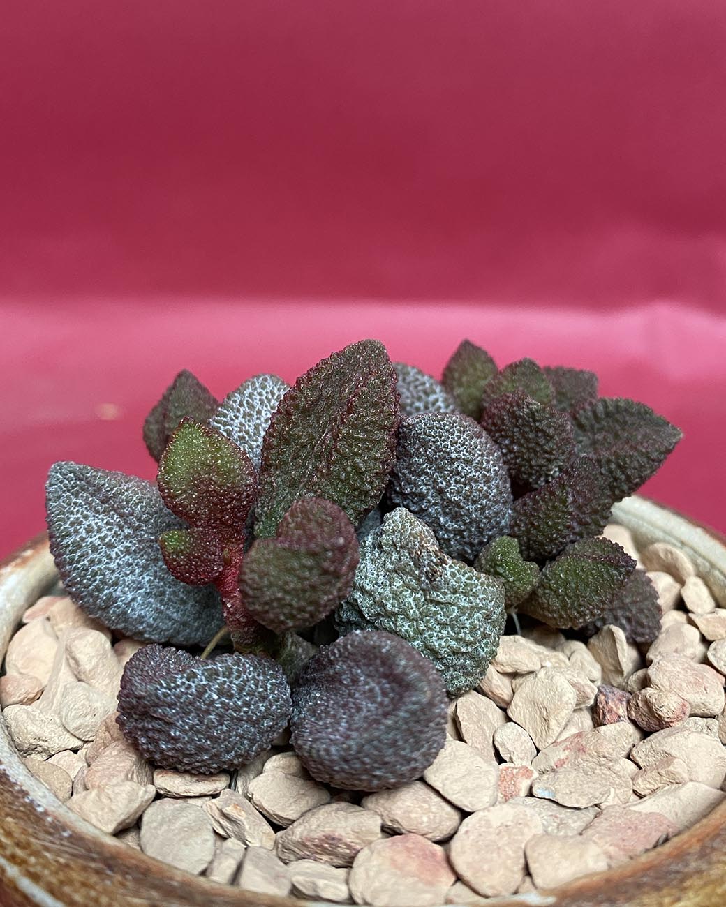 Adromischus Maculatus