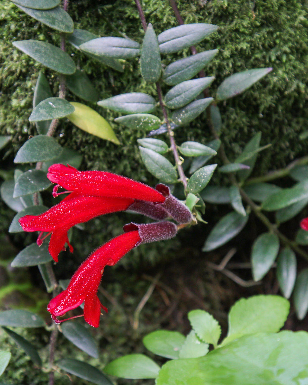 Aeschynanthus radicans