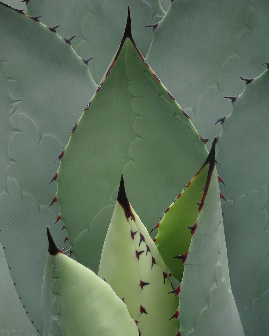 Agave parrasana