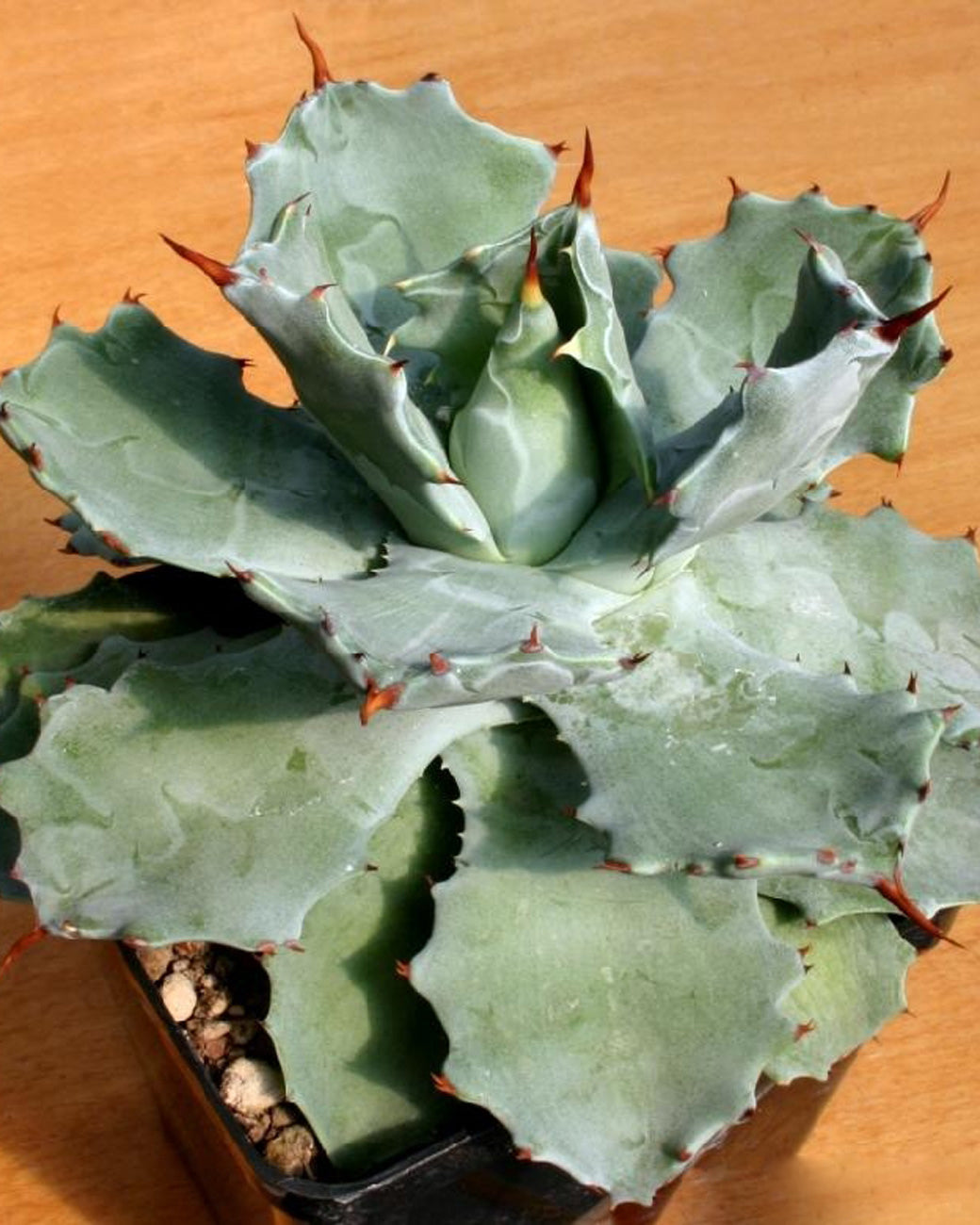 Agave potatorum var. verschaffeltii