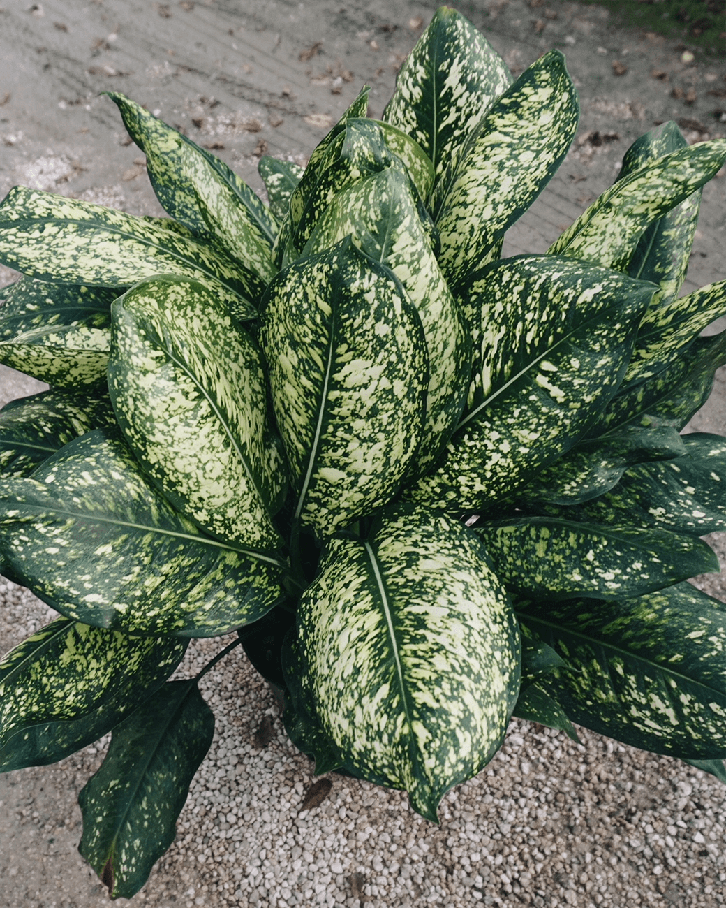 Aglaonema 'Lumina'