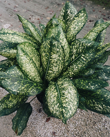 Aglaonema 'Lumina'