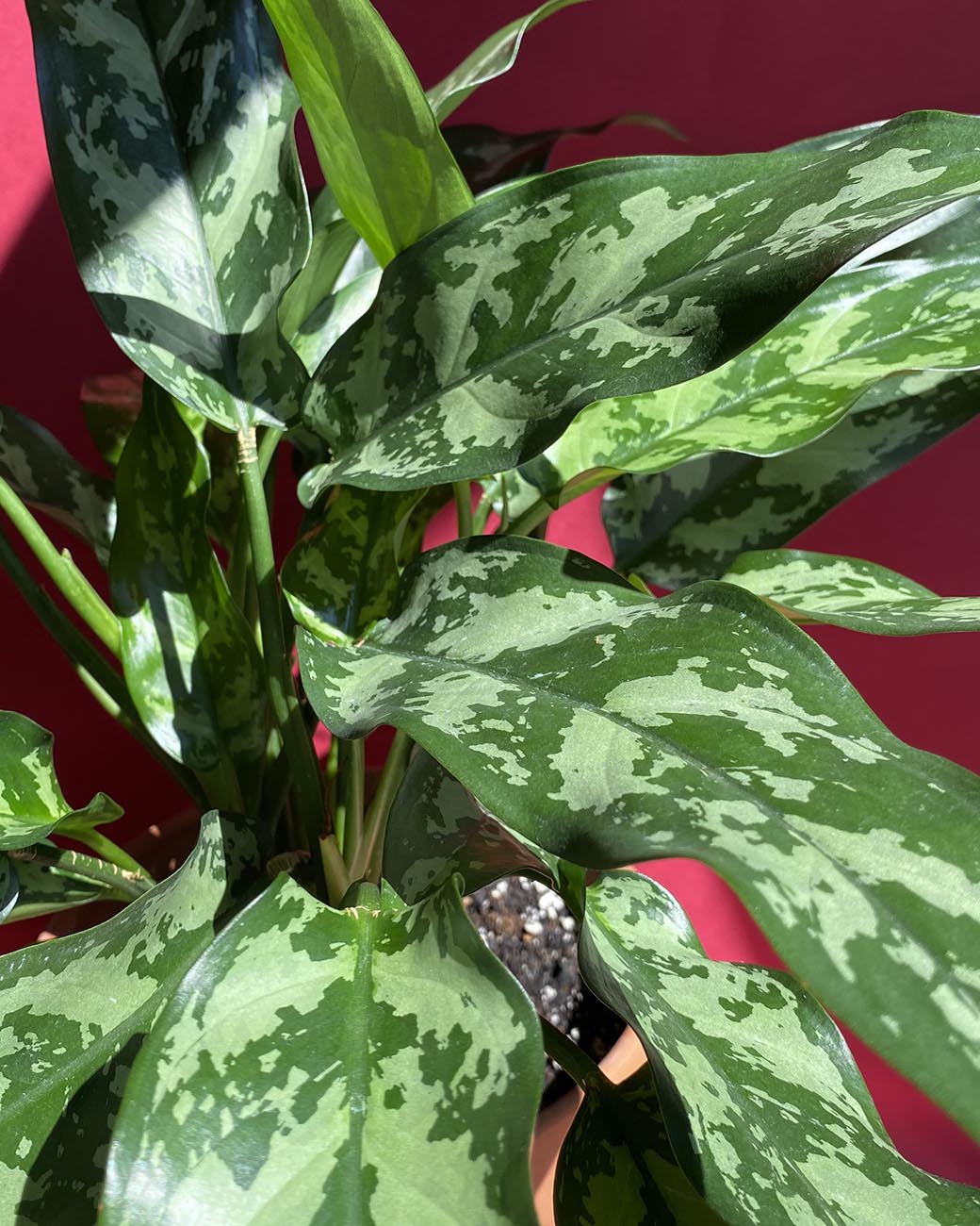 Aglaonema ‘Tigress’