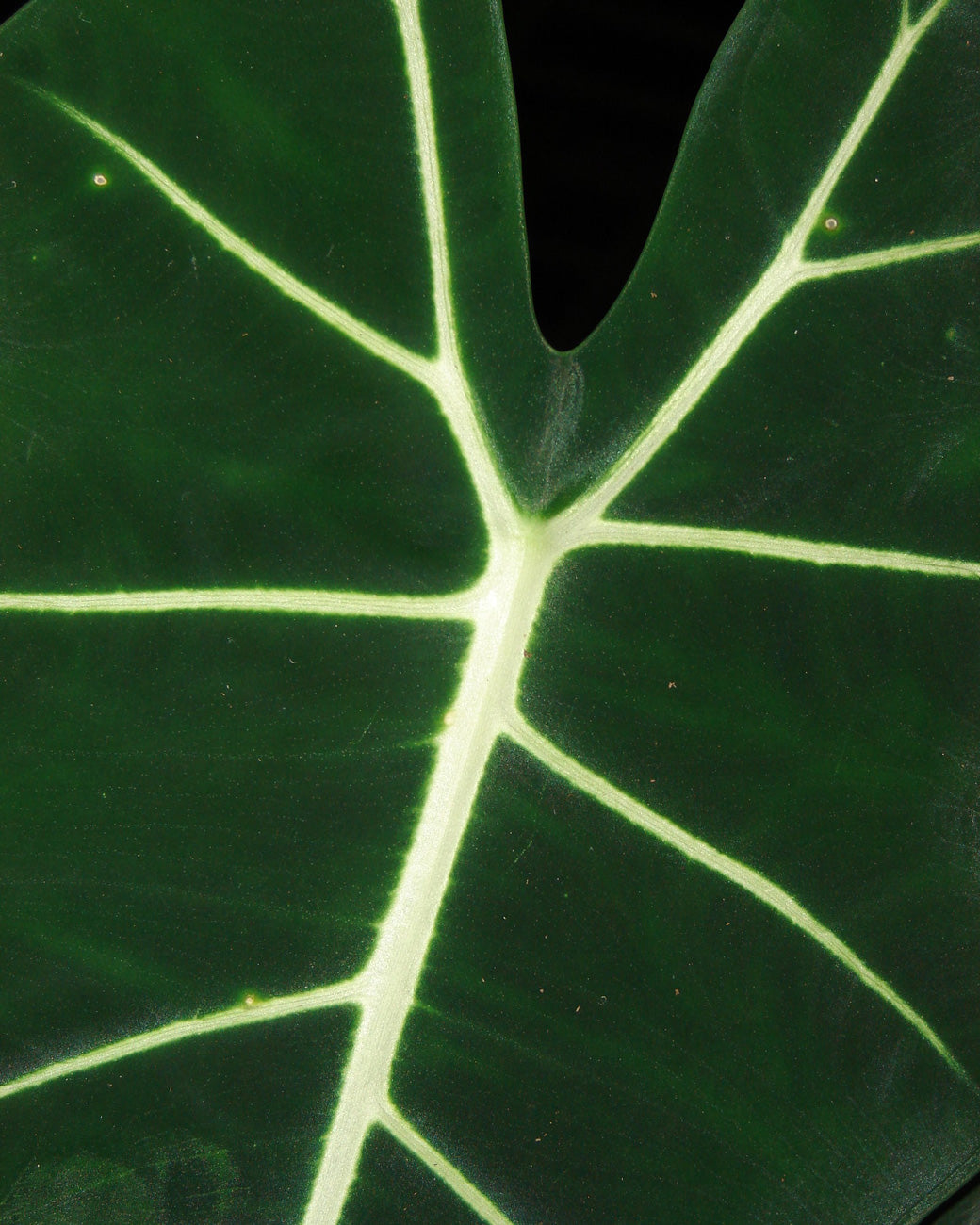 Alocasia 'Frydek'