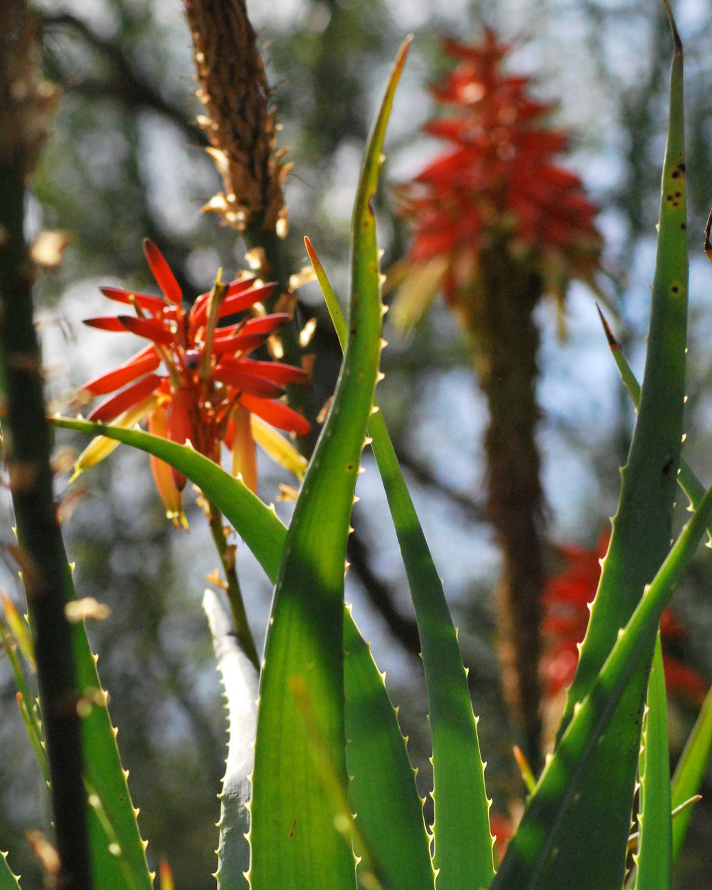 Aloe vera
