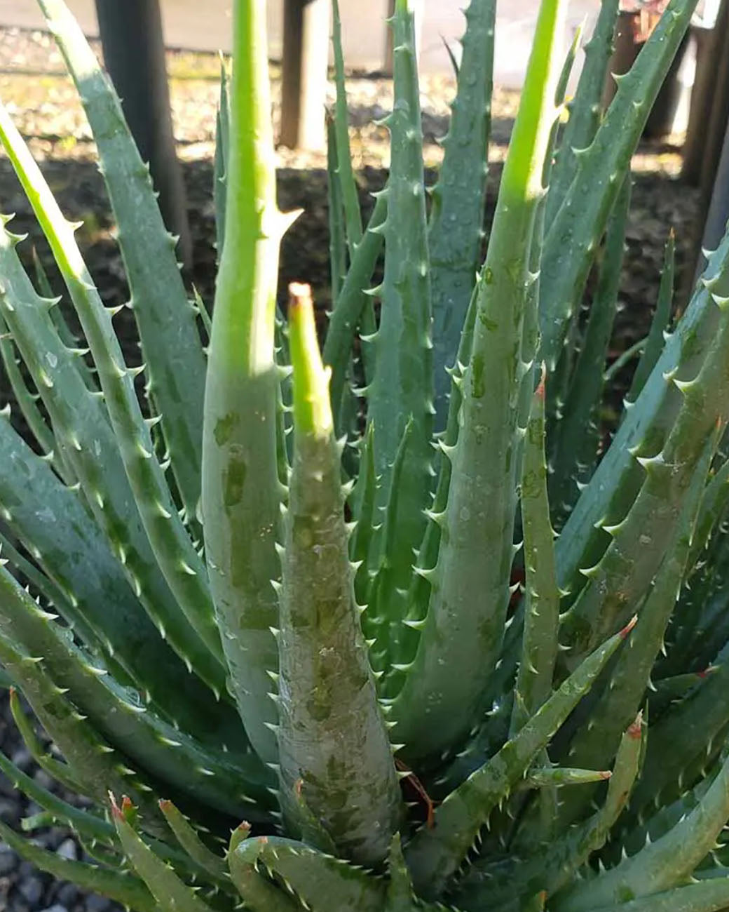 Aloe humilis