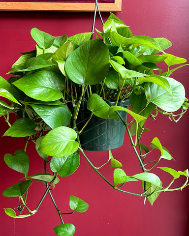 A Jade Pothos in a hanging basket, for sale at Tula Plants & Design.