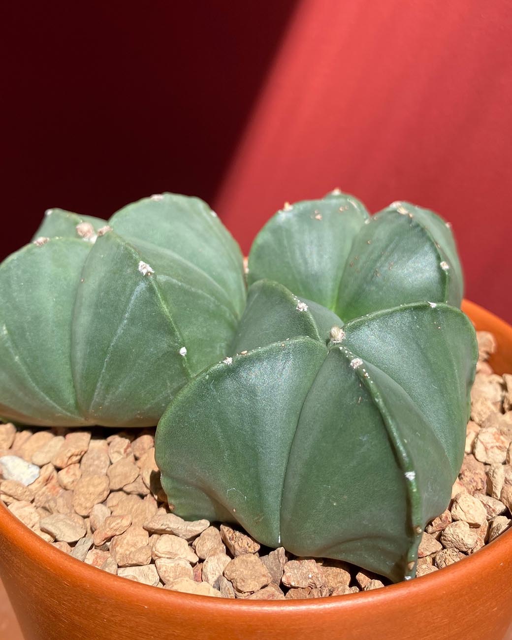 Astrophytum quadricostatum var. nudum