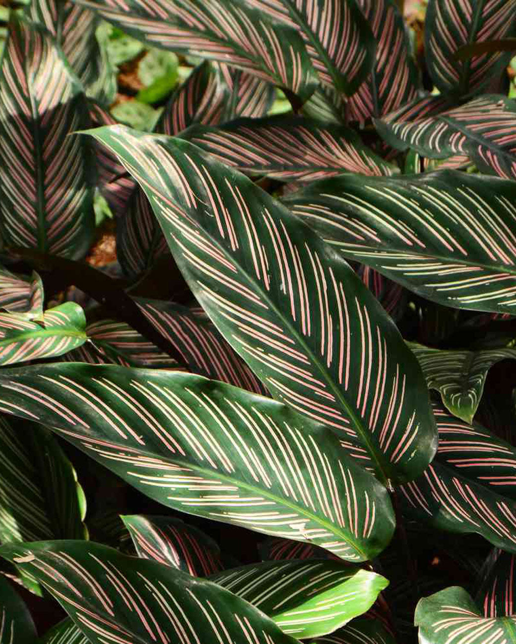 Calathea ornata