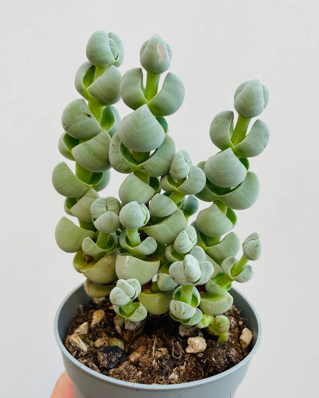 Crassula arta