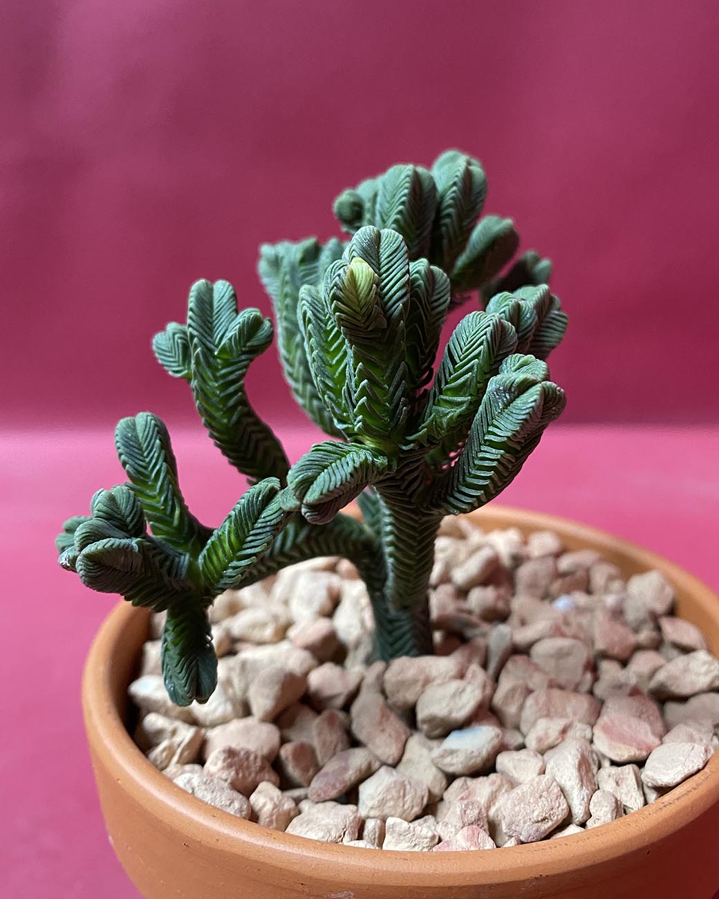 Crassula pyramidalis compacta