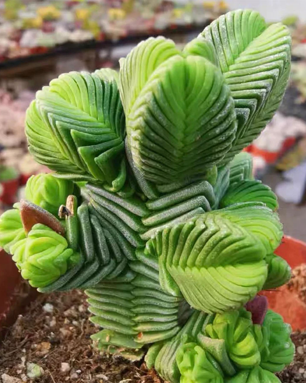 Crassula quadrangularis gross