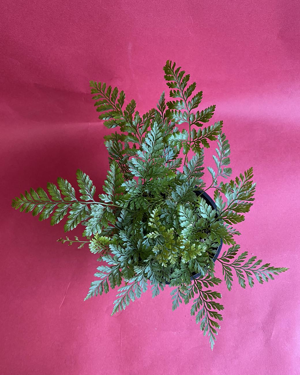 Davallia fejeensis