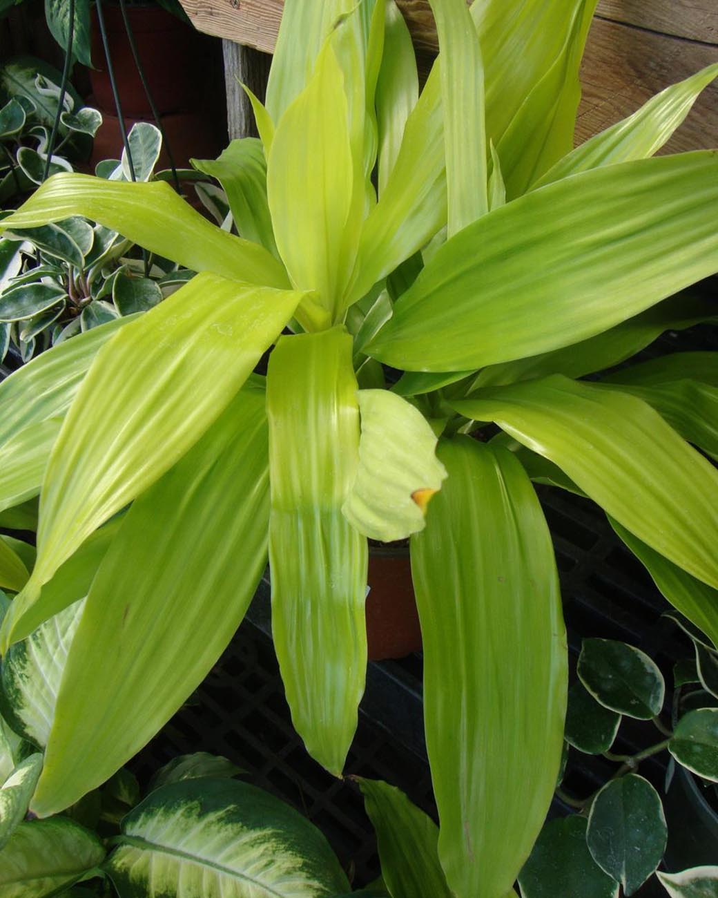 Dracaena fragrans ‘Limelight’
