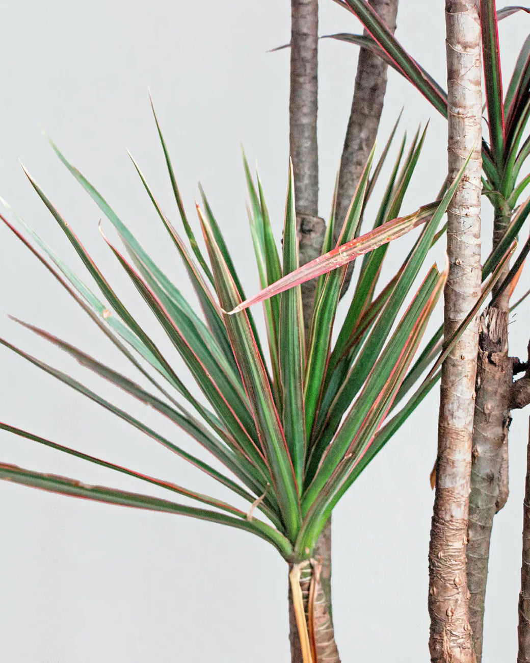 Dracaena marginata