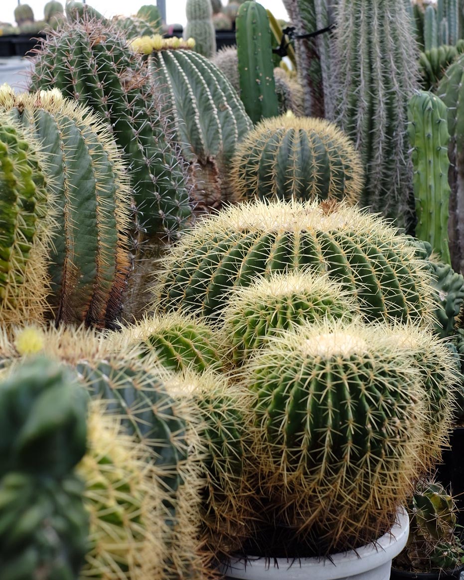 Echinocactus grusonii inermis