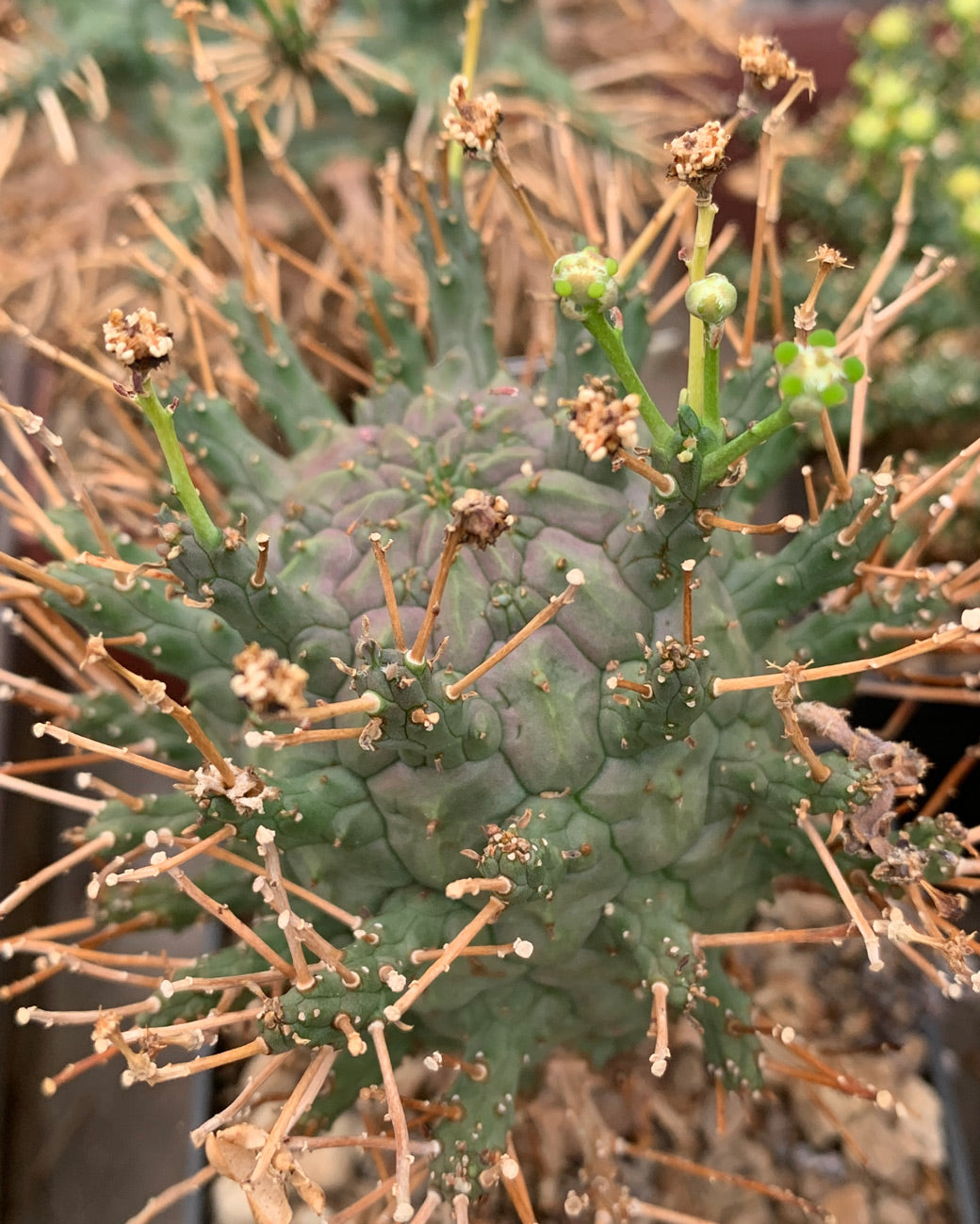 Euphorbia decepta