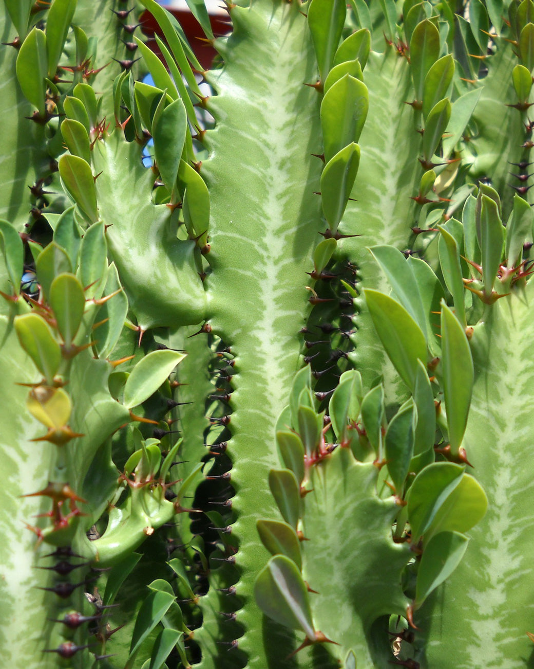 Euphorbia trigona