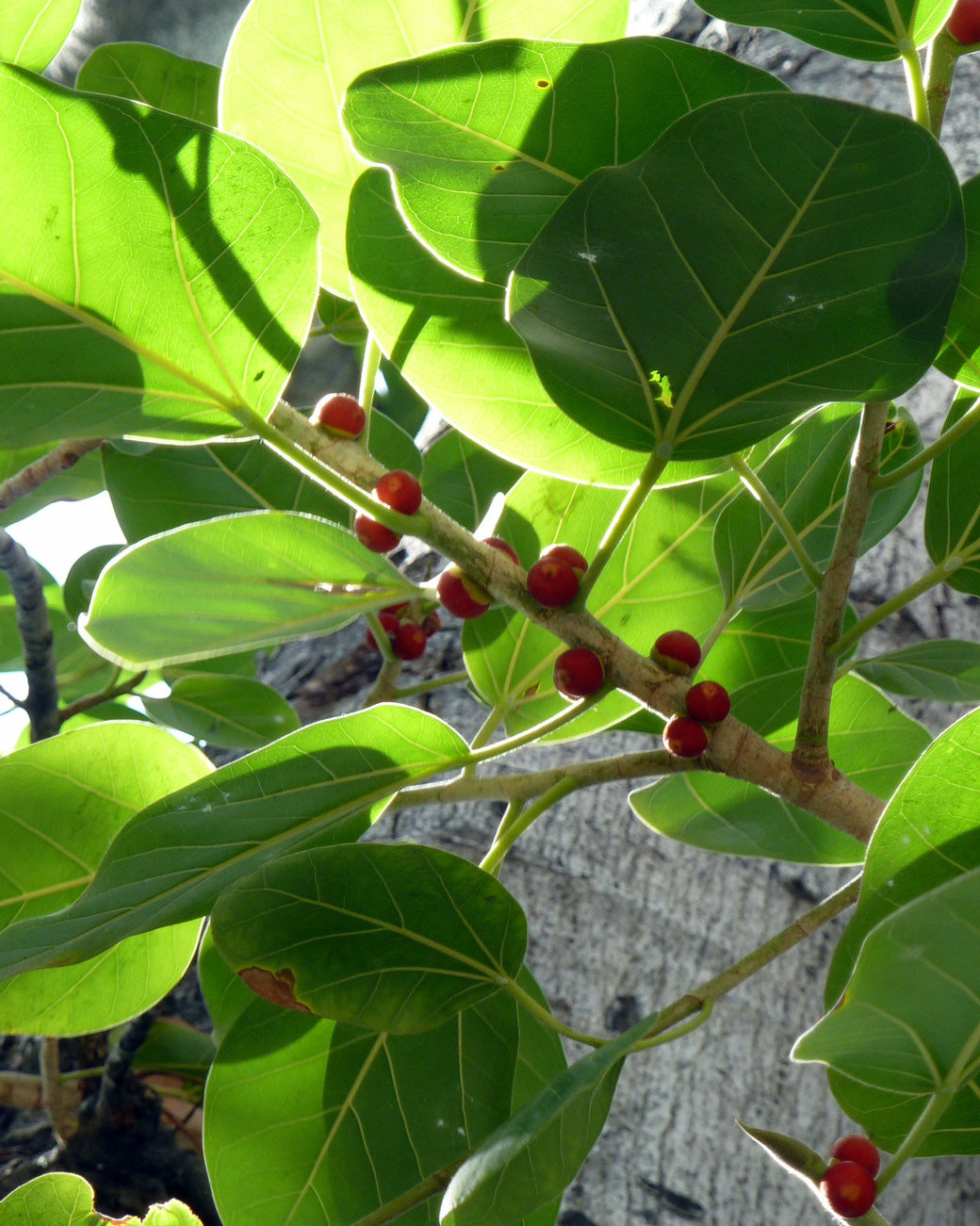 Ficus benghalensis