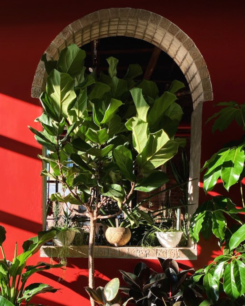 Ficus lyrata