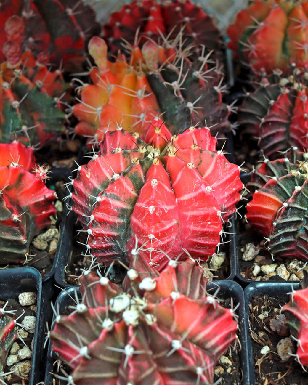 Gymnocalycium mihanovichii